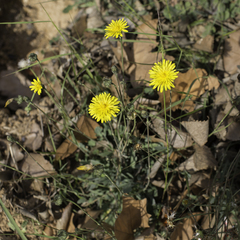 Reichardia picroides