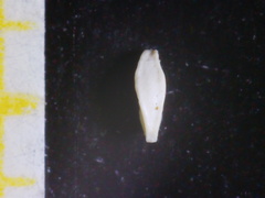 Spiroloculina depressa