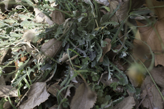 Reichardia picroides