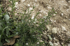 Lepidium graminifolium