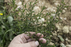 Lepidium graminifolium