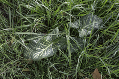 Arum italicum