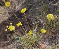Lomatium austiniae