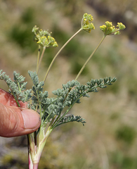 Lomatium austiniae