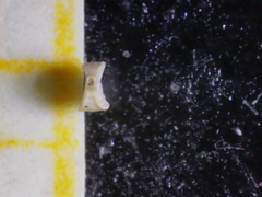 Spiroloculina depressa