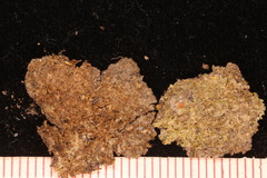 Lophoziopsis excisa
