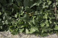 Arum italicum