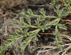 Lomatium austiniae