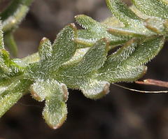 Lomatium austiniae