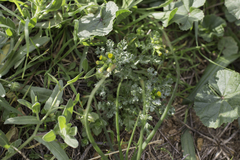 Senecio vulgaris