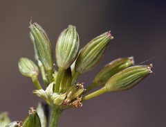 Lomatium austiniae