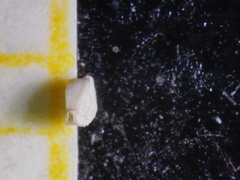 Spiroloculina depressa