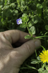 Veronica persica
