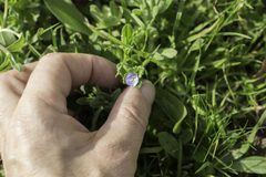 Veronica persica
