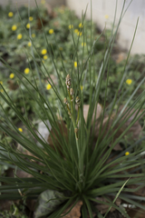 Asphodelus fistulosus