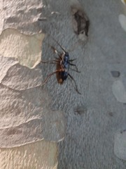 Phoracantha semipunctata