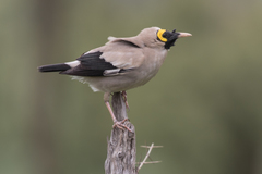 Wattled Starling photo 1