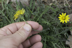 Reichardia picroides