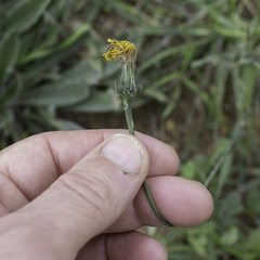 Reichardia picroides