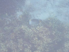 Chaetodontoplus mesoleucus