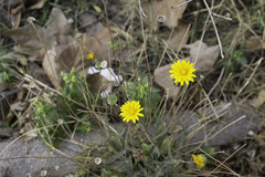 Reichardia picroides