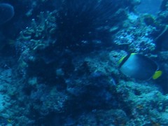 Chaetodontoplus mesoleucus