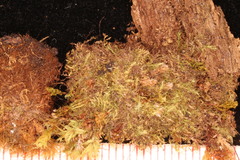 Mesoptychia heterocolpos