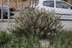 Dittrichia viscosa