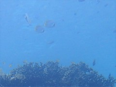 Chaetodon adiergastos