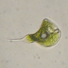 Phacus tortus