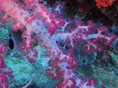 Chaetodon adiergastos