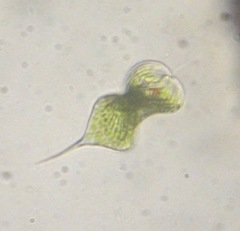 Phacus tortus