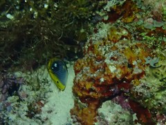 Chaetodon ocellicaudus