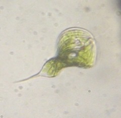 Phacus tortus
