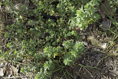 Euphorbia helioscopia