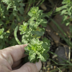 Euphorbia helioscopia