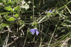 Cichorium intybus