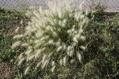 Cenchrus longisetus