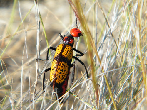 Iron Cross Blister Beetle