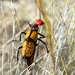 Iron Cross Blister Beetle - Photo (c) chelino, some rights reserved (CC BY-NC), uploaded by chelino