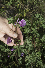 Malva sylvestris