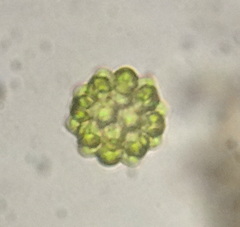 Coelastrum