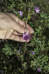 Malva sylvestris