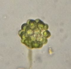 Coelastrum