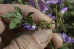 Malva sylvestris