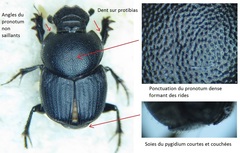 Onthophagus emarginatus