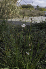Asphodelus fistulosus