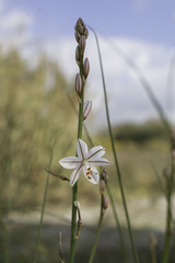 Asphodelus fistulosus