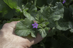 Erodium malacoides