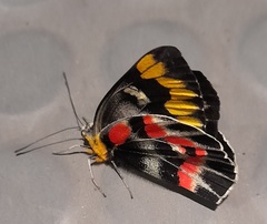Delias harpalyce